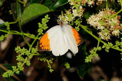 Great Orange Tip @Butterfly Wonderland