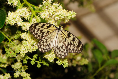 Paper Kite @ Butterfly Wonderland