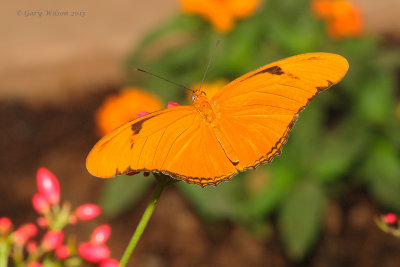 Orange Julia @ Butterfly Wonderland