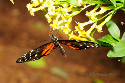 Spotted Tiger Longwing at Butterfly Wonderland