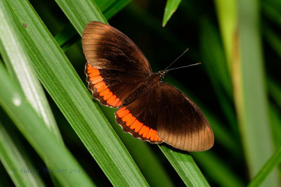 Red Rim at Butterfly Wonderland