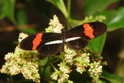 Small Postman at Butterfly Wonderland