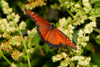 Queen at Butterfly Wonderland