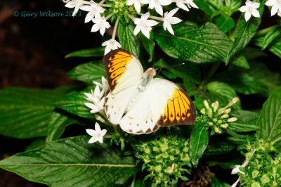 Great Orange Tip @Butterfly Wonderland