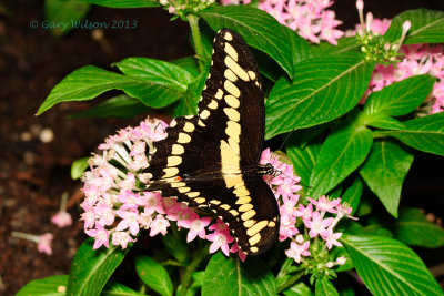 Giant Swallowtail @Butterfly Wonderland
