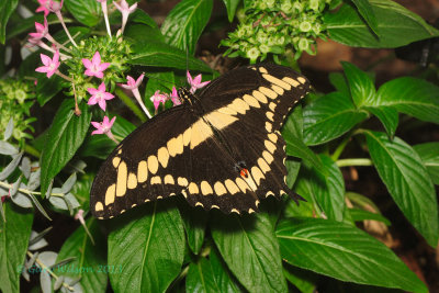 Giant Swallowtail @Butterfly Wonderland