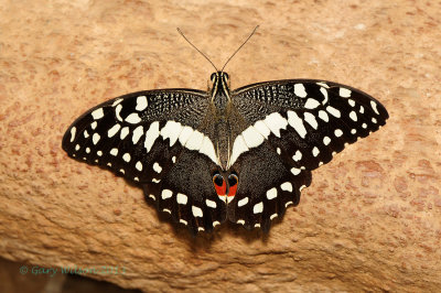 Citrus Swallowtail @Butterfly Wonderland