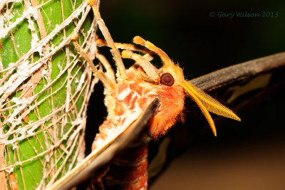 Close up of Atlas Moth @Butterfly Wonderland