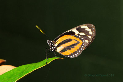 Isabella Tiger @ Butterfly Wonderland