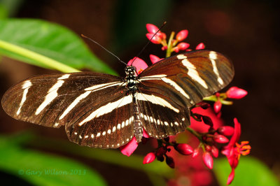 Zebra Longwing @ Butterfly Wonderland