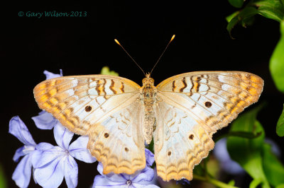 White Peacock @ Butterfly Wonderland