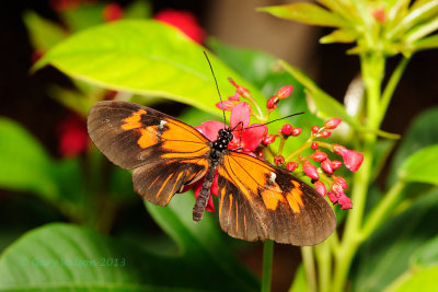 Numata Longwing @ Butterfly Wonderland