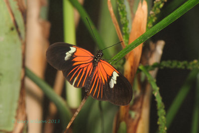 Small Postman Rayed version @ Butterfly Wonderland