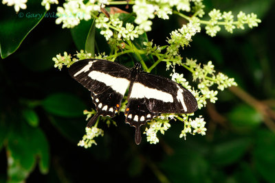 Torquatus Swallowtail @ Butterfly Wonderland