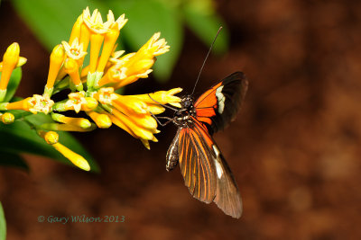 Common Longwing @ Butterfly Wonderland