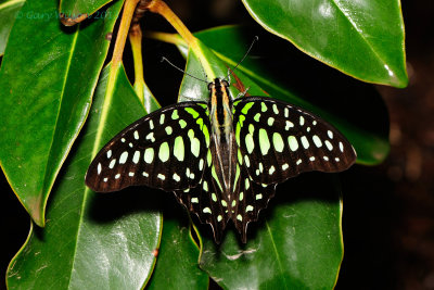 Tailed Jay @ Butterfly Wonderland
