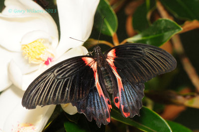 Crimson Mormon @ Butterfly Wonderland