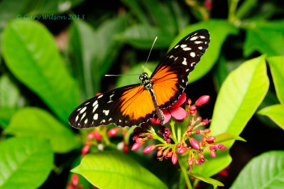 Spotted Tiger Longwing @ Butterfly Wonderland