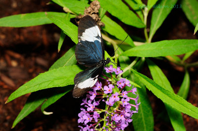 Cydno Longwing @ Butterfly Wonderland