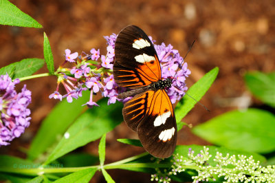 Doris Longwing (Red variety) @ Butterfly Wonderland