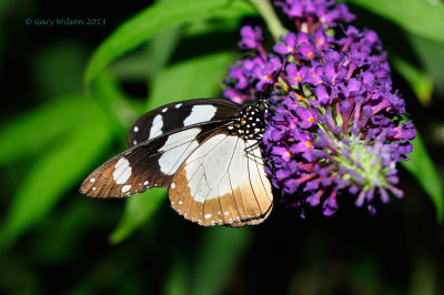 The Friar @ Butterfly Wonderland