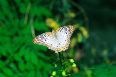 White Peacock @ Butterfly Wonderland