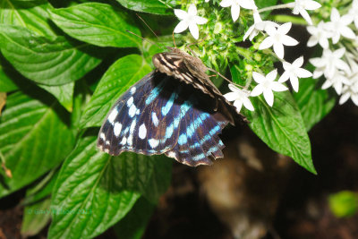 Mexican Bluewing @ Butterfly Wonderland