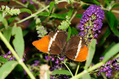 Rusty Tipped Page @ Butterfly Wonderland