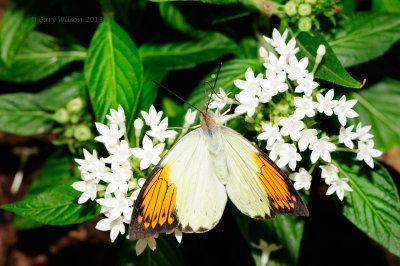Great Orange Tip @ Butterfly Wonderland