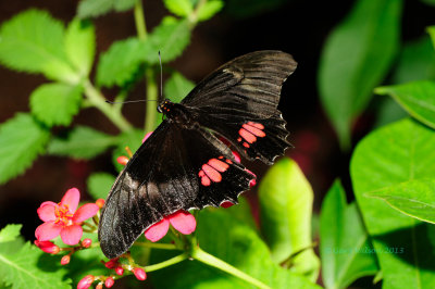 Cattleheart @ Butterfly Wonderland