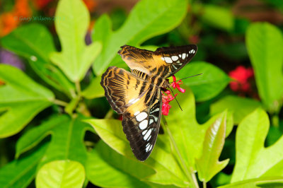 Brown Clipper at Butterfly Wonderland