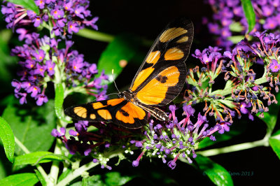 Spotted Amberwing @ Butterfly Wonderland