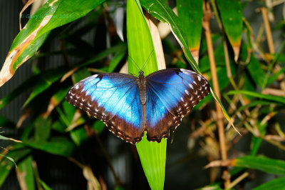 Blue Morpho @ Butterfly Wonderland