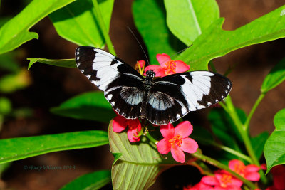 Cydno Longwing sub species@ Butterfly Wonderland