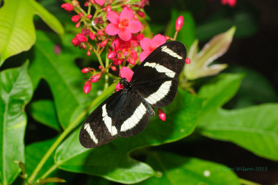 Hewitson's Longwing @ Butterfly Wonderland