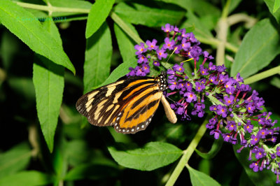 Tiger-Mimic Queen (Lycorea cleobaea) @ Butterfly Wonderland