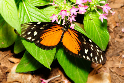 Spotted Tiger Longwing at Butterfly Wonderland