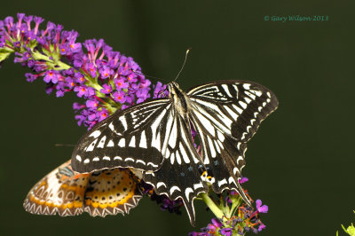 Chinese Yellow Swallowtail at Butterfly Wonderland