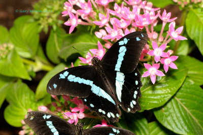 African Blue-Banded at Butterfly Wonderland