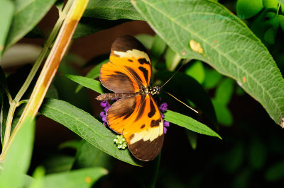 Numata Longwing at Butterfly Wonderland