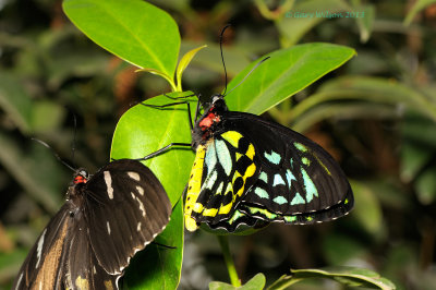 Common Green Birdwing at Butterfly Wonderland