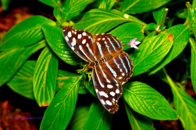 Mexican Bluewing at Butterfly Wonderland
