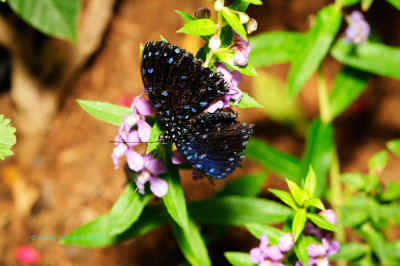 Starry Night Cracker at Butterfly Wonderland