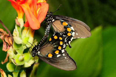 Spicebush Swallowtails at Butterfly Wonderland