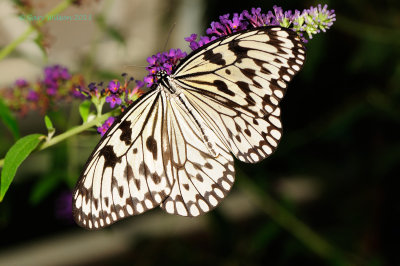 paper Kite at Butterfly Wonderland
