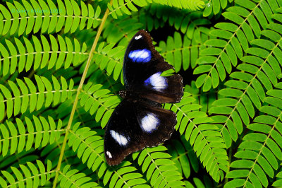 Great Eggfly at Butterfly Wonderland