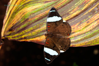 Common Olivewing Female at Butterfly Wonderland