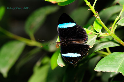 Common Olivewing (Nessaea aglaura)at Butterfly Wonderland