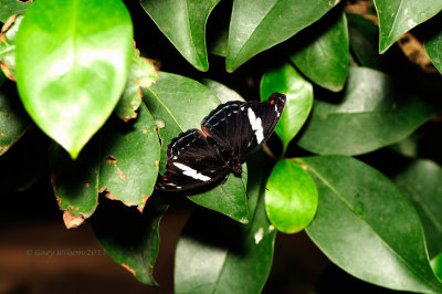 Grecian Shoemaker (Female) at Butterfly Wonderland