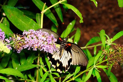 Great Yellow Mormon at Butterfly Wonderland